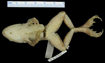 Media type: image; Herpetology A-30144